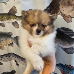 Ruff Runner - Orange parti female Pomeranian puppy in Indianola, Iowa from Argetsinger Poms