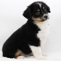 Boy 3 - Black tri male Miniature American Shepherd puppy in Childress, Texas from Taylor Farms