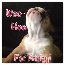 Bulldog and French Bulldog Puppies from Crystals Bulldog Bungalow