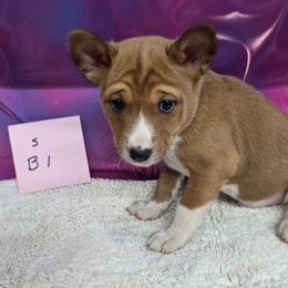 Solo boy - Red and white male Basenji puppy in Caldwell, Texas from Candyce Witte