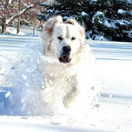 Timber - Golden Retriever