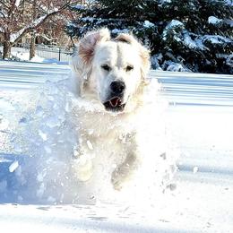 Timber - Golden Retriever
