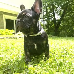 French Bulldog Puppies from Camarra King