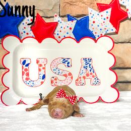 Sunny - Apricot female Australian Labradoodle puppy in Leicester, North Carolina from Paws For All Labradoodles