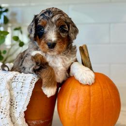 Yellow - Blue merle female Bernedoodle puppy in Hesperia, Michigan from Red Acres Poodles & Doodles