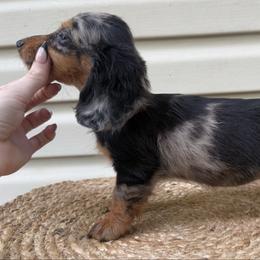 Woodland - Dapple female Dachshund puppy in Ava, Missouri from Beaver Creek Kennels