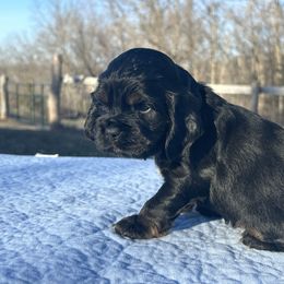 Pinata - Black and tan Cocker Spaniel puppy in Warrensburg, Missouri from Hirt House Saints
