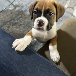Boxer Puppies from East River Boxers