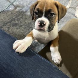 Boxer Puppies from East River Boxers