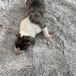 Nebula - Fawn brindle female Whippet puppy in Fort Myers, Florida from Rainbow Whippets