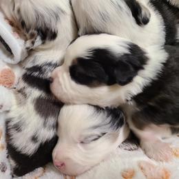 Miniature Australian Shepherd and Toy Australian Shepherd Puppies from Beasley Acres Aussies