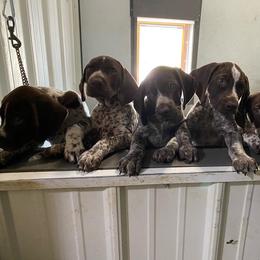 German Shorthaired Pointer Puppies from Hardwood Kennels