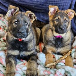 German Shepherd Puppies from Von Thomson Haus