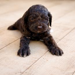 Nutella - Brown male Cockapoo puppy in Santa Barbara, California from K+C Doodles