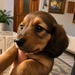 Anakin - Red male Dachshund puppy in South Fulton, Tennessee from Stiles' Heartfyre Dachshunds