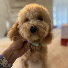 Sally - Poodle