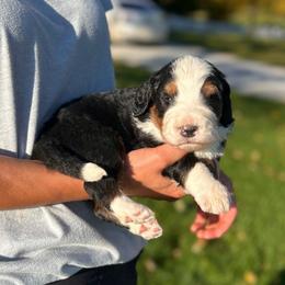 Ford - Tri-color male Bernedoodle puppy in Sugarcreek, Ohio from Cuddly Companion Doodles