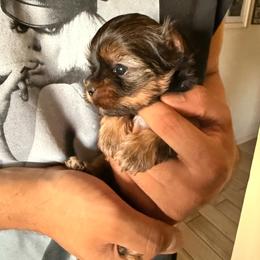 Marlow - Black and tan male Yorkshire Terrier puppy in Phoenix, Arizona from Yuma Yorkie Co.