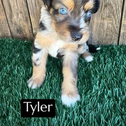 Tyler - Blue merle male Aussiedoodle puppy in Bakersfield, California from Annie's Aussies