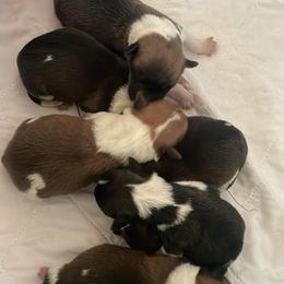American Corgi and Pembroke Welsh Corgi Puppies from Cascadian Space Coast Corgis LLC