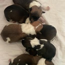 American Corgi and Pembroke Welsh Corgi Puppies from Cascadian Space Coast Corgis LLC