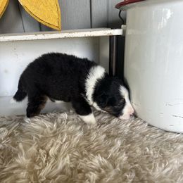 Paxton - Tri-color male Border Collie puppy in Lakeview, Michigan from Haven Creek Farm
