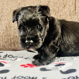 Blue Collar - Black male Scottish Terrier puppy in Puyallup, Washington from Rainier Scotties