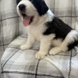Girl B - Black and gray female Caucasian Shepherd Dog puppy in Salisbury, Delaware from Blue Line Kennels