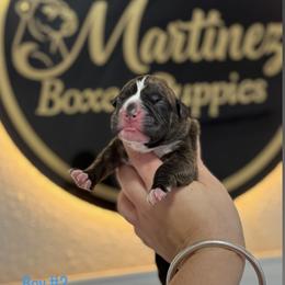 Boy2 - Brindle male Boxer puppy in Orlando, Florida from Martinez AKC Boxers of Central Florida
