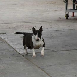Ruby - Miniature Bull Terrier