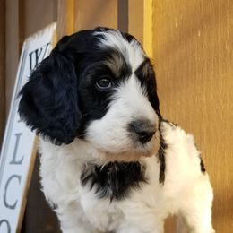 Bernedoodle Puppies from Speedwell Forge Doodles