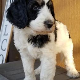 Bernedoodle Puppies from Speedwell Forge Doodles
