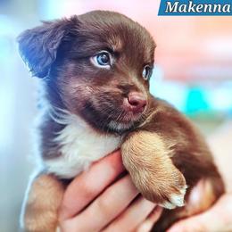 Makenna - Red tri female Miniature Australian Shepherd puppy in Punta Gorda, Florida from Christie's Creekside Aussies