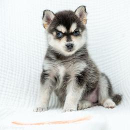 Light Pink - Black and white female Pomsky puppy in Spring City, Pennsylvania from Pomsky Power Puppies