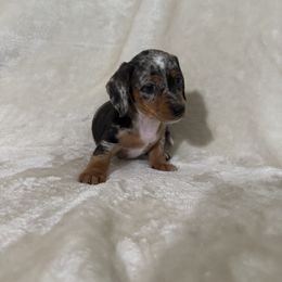 Dachshund Puppies from Brittany Corbin