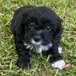 Harrison (Boy 1) - Black male Cavapoo puppy in Locust Grove, Georgia from Southern Charm Cavapoos