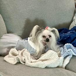 Ivory - Chinese Crested
