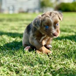 Sweetie Pie - Red merle female Toy Australian Shepherd puppy in Lincoln, California from Country Dreams Mini Aussies