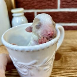 Goldendoodle and Poodle Puppies from SnickerDoodlePups