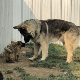 German Shepherd Puppies from Silver Elite Shepherds