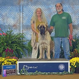 Mastiff Puppies from Celtic's Mastiffs
