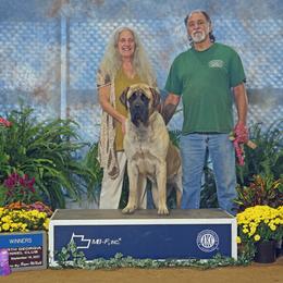 Mastiff Puppies from Celtic's Mastiffs