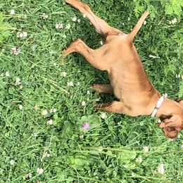 Vizsla Puppies from Rolling Amber Vizslas