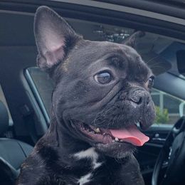 French Bulldogs from Freya_maxifrenchies