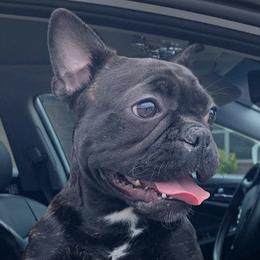 French Bulldogs from Freya_maxifrenchies