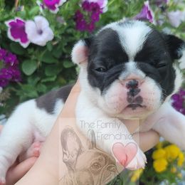 French Bulldog Puppies from The Family Frenchie