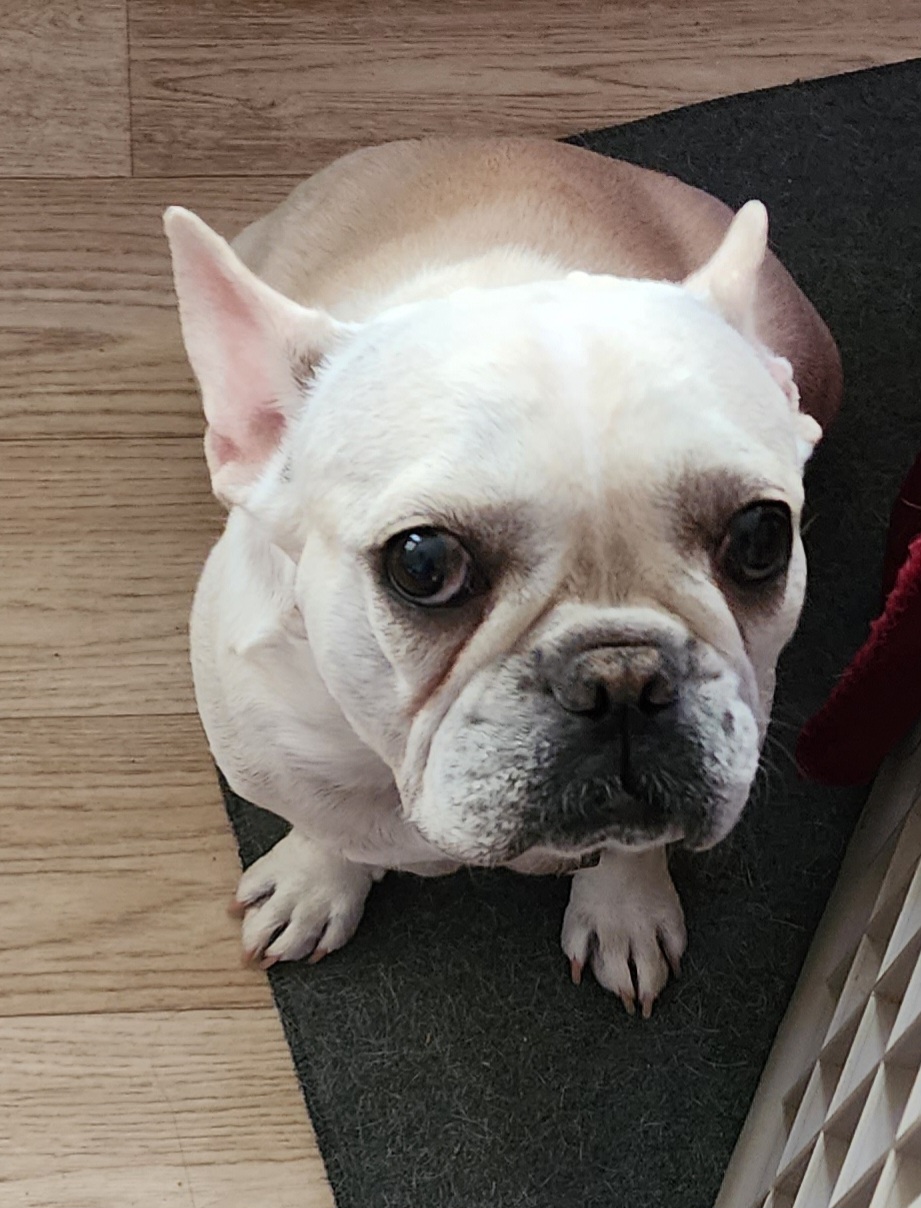 French Bulldogs from Top Bred Frenchies by Jill