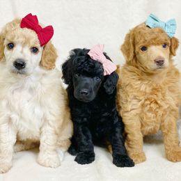 Cavalier King Charles Spaniel and Poodle Puppies from Red Skye Cavaliers
