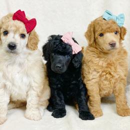 Cavalier King Charles Spaniel and Poodle Puppies from Red Skye Cavaliers