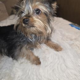 Star - Blue and gold female Yorkshire Terrier puppy in Yucca Valley, California from Deborah Punjak's Yorkshire Terriers